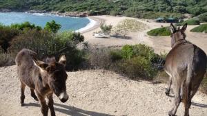 Chalets Les Terrasses de Scaglioli : photos des chambres