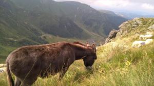 Campings Camping Les Vernieres La Bourboule Sancy : photos des chambres