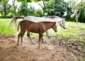 Gleneven Guest House