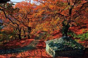 Traditional Mansion Calliopec-UVC sterilized Pelion Greece