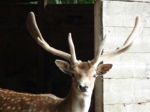 Maisons de vacances LA FERME des DAIMS : Maison 1 Chambre