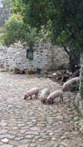 Agriturismo Il Muto di Gallura img25