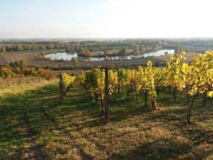 Apartment Vínny Dom