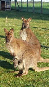 Sejours a la ferme la ferme aux kangourous : photos des chambres