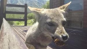 Cabañas Toay Merlo San Luis