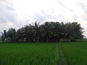 Paddy Homestay
