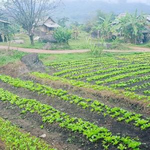 Namkat Yorla Pa Resort
