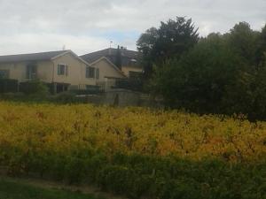 Maisons d'hotes La Maison des Vignes : photos des chambres