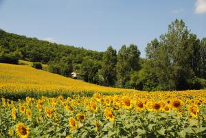 B&B / Chambres d'hotes B&B Culinaire La Mouline - adults only : photos des chambres