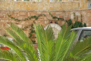 Olive Tree