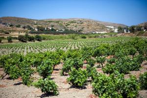 Kostantakis Cave Winery Residence Milos Greece