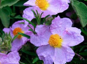 Stazzo La Casedda img27