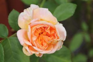 Malistorpets Rosor Bed & Kitchen