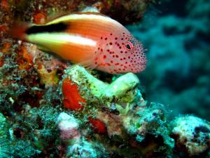 Nosy Sakatia 207, Madagascar.