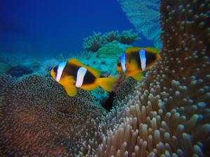 Nosy Sakatia 207, Madagascar.