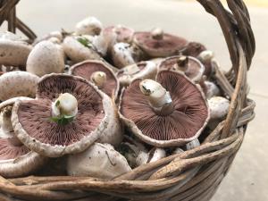 Saludi&Trigu - Rural Apartments img22