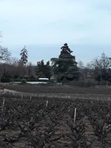 Maisons d'hotes La Maison des Vignes : photos des chambres