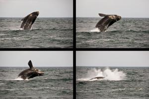 Hotel Península Valdés