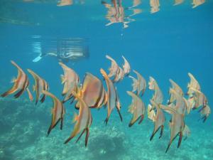 Punta Bulata White Beach Resort & Spa