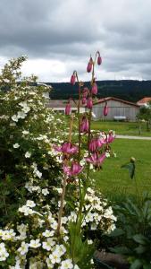 appartement "bellevue"