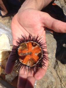 Mediterranean Sea Shell Pool House img28
