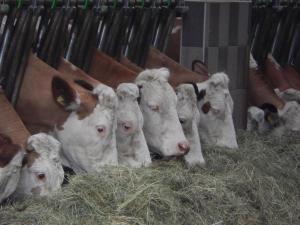 Biobauernhof Poidlbauer