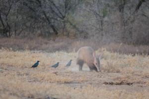 Koedoeskop Private Mountain Reserve