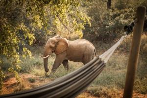 Greater Makalali Private Game Reserve, near Hoedspruit, South Africa .