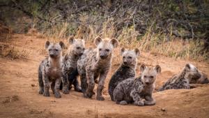 Greater Makalali Private Game Reserve, near Hoedspruit, South Africa .