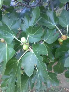 Apartmani Roza Lopar