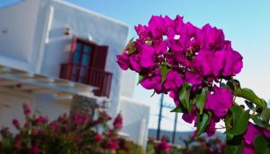 Naoussa Bay Villas Paros Greece