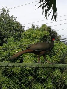 Hospedaje Las Orquídeas