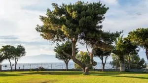 Punda 4 Seasons - 季亚科普通