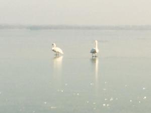 Ferienwohnung Felix am See