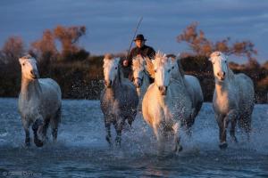 Appartements Studio Grau du Roi avec jardin : photos des chambres