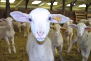 Sejours a la ferme Le Calmadou : photos des chambres