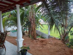 Banana Garden
