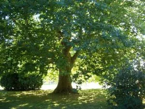 Le Platane - Labastide-du-Temple