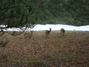 Chalets Le Caribou : photos des chambres