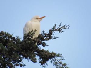 Hotel Refugio El Santuario - Comfacundi
