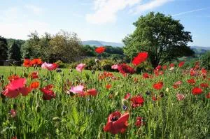Domaine des Marequiers Le Gite Asphodèle - Saint-Laurent-dʼOlt