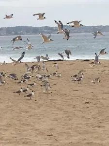 Cabañas en Algarrobo Norte - Mirasol