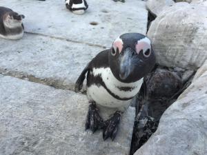 Sky house on Clarens