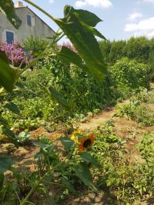 Maisons de vacances Gite Les Lavandes : photos des chambres