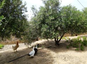 Traditional Guest House near Paroikia Paros Greece