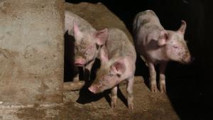 Agriturismo Marongiu img17