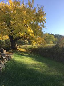 Sejours chez l'habitant Le Chatel en Beaujolais : photos des chambres