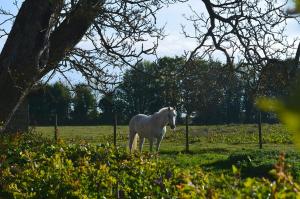 B&B / Chambres d'hotes La Ferme du Bois Quesnoy : photos des chambres