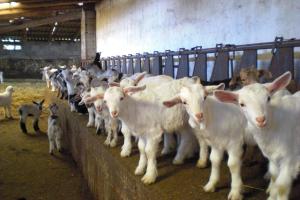 Agriturismo Pentuma img42