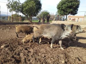 Agriturismo Pentuma img45